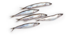 Capelin